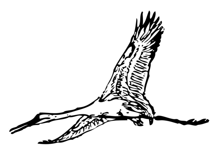 Kleurplaat kraanvogel