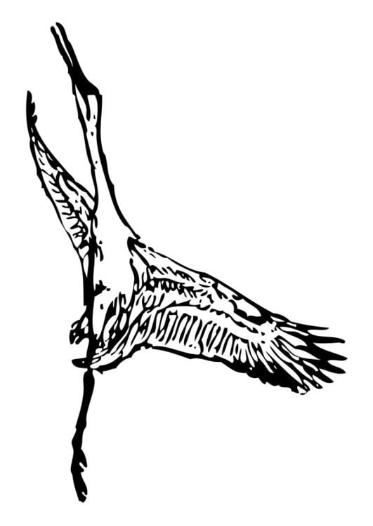kraanvogel