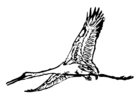 Kleurplaat kraanvogel