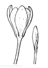 Kleurplaat krokus
