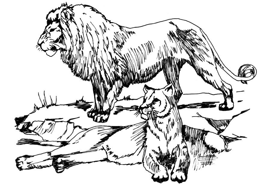 Kleurplaat leeuw en leeuwin