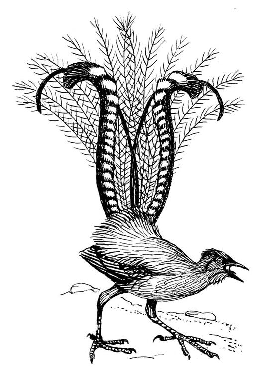 liervogel