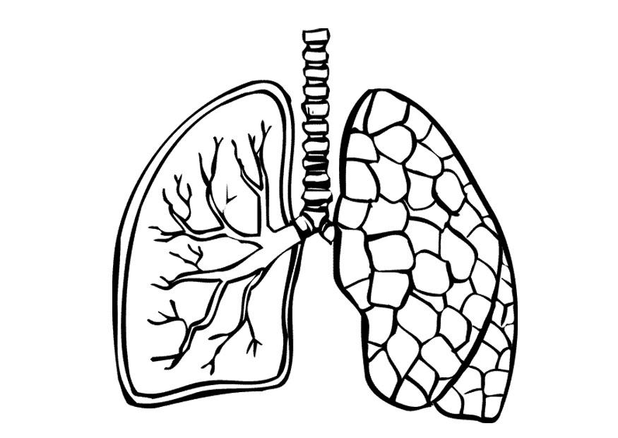 Kleurplaat longen