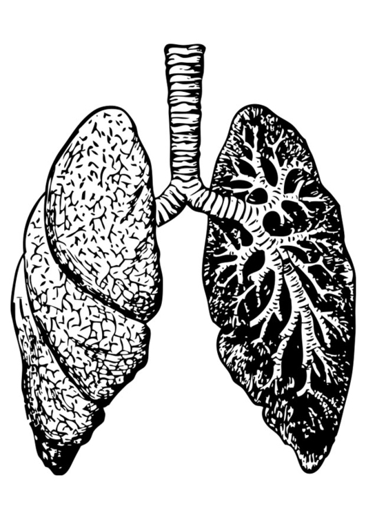 Kleurplaat longen