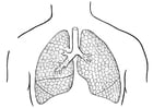 Kleurplaten longen