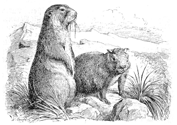 Kleurplaat marmot