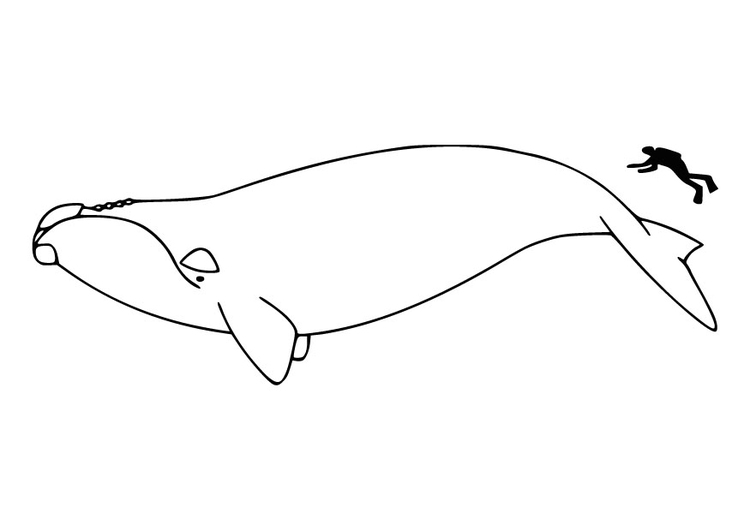 Kleurplaat mens en walvis