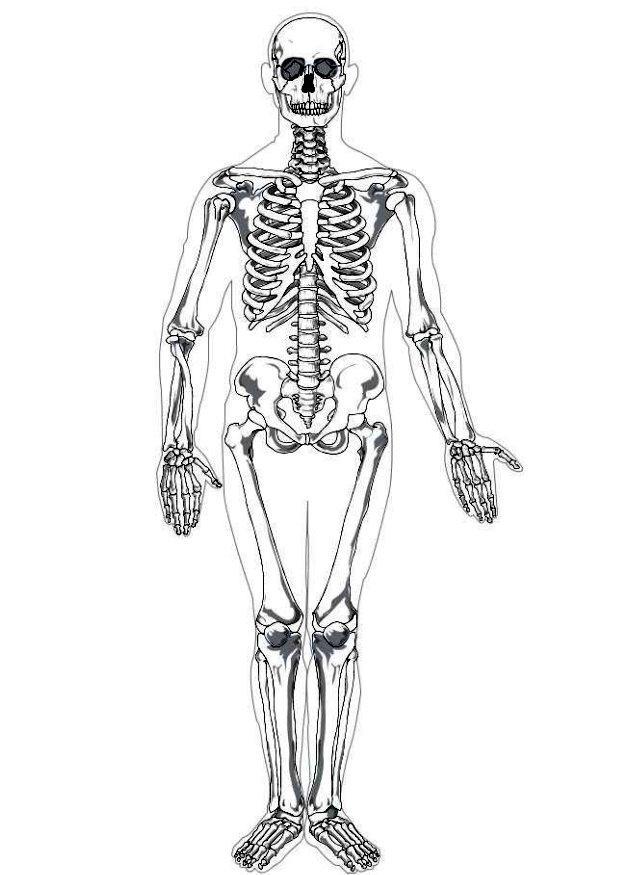 Kleurplaat menselijk skelet