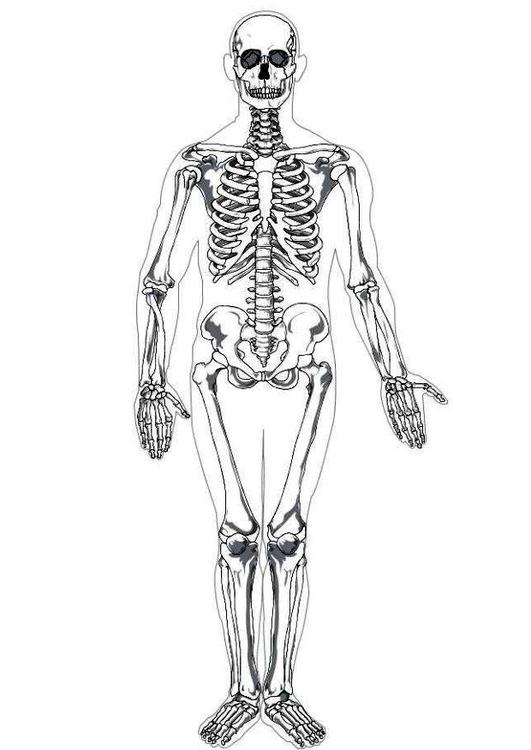 menselijk skelet