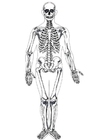 Kleurplaat menselijk skelet