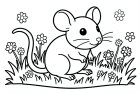 muis