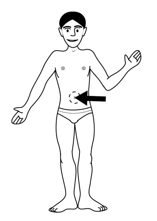 navel