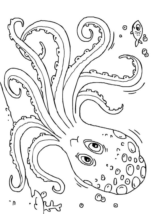 octopus