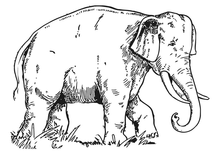 Kleurplaat olifant