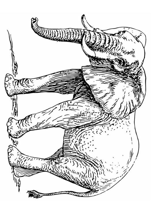 olifant