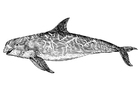 kleurplaat orka