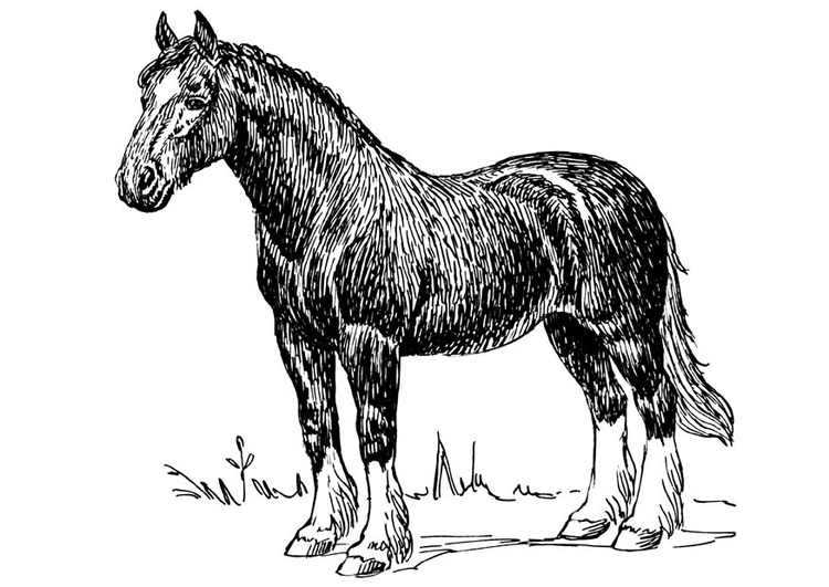 Kleurplaat paard