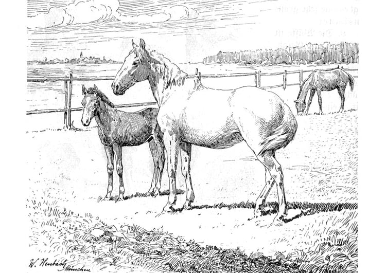 Kleurplaat paard met veulen