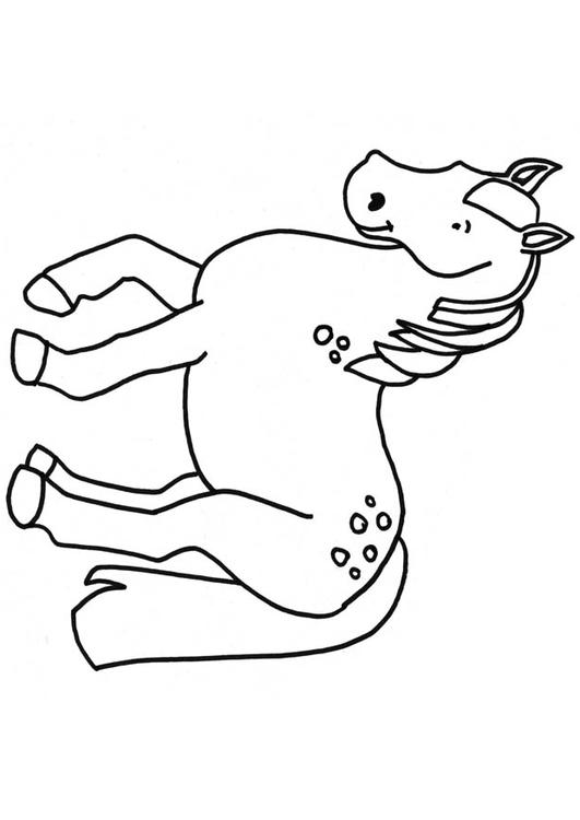 paard