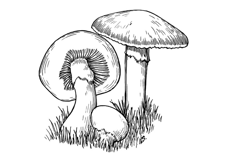 Kleurplaat paddenstoelen