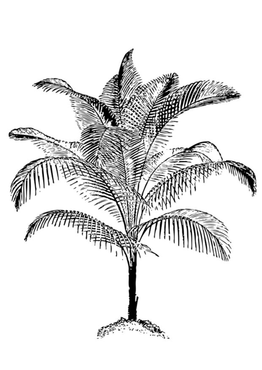 Kleurplaat palm