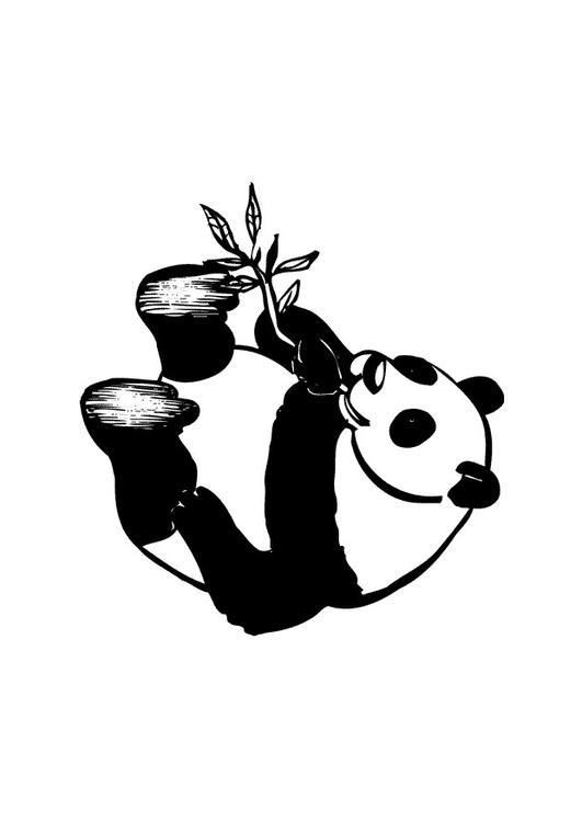 panda