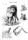 panter