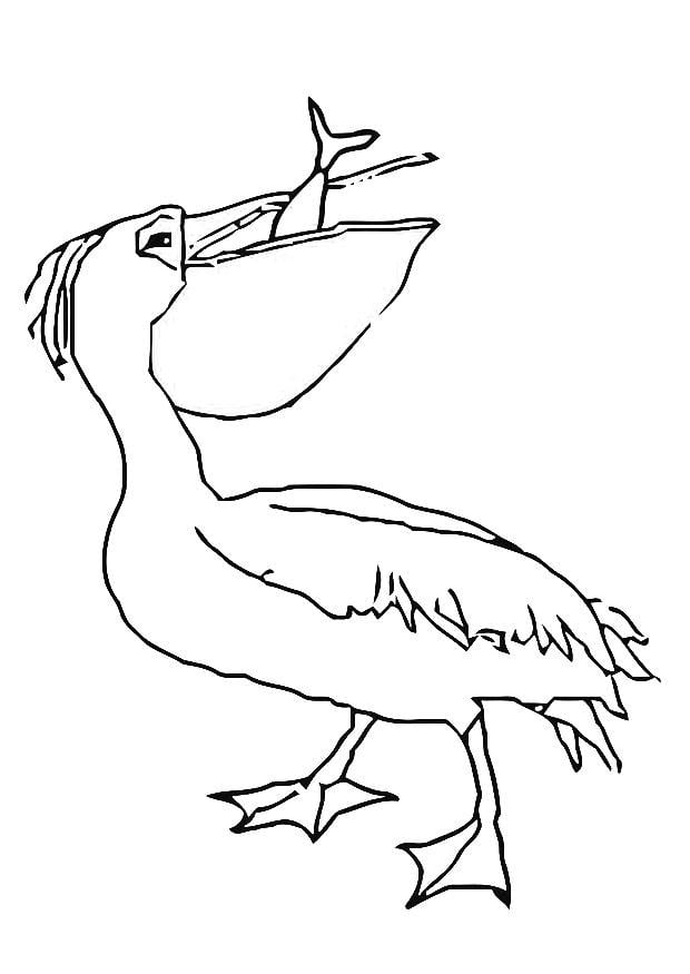 Kleurplaat pelikaan eet vis