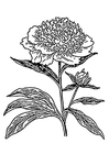 Kleurplaat pioenroos