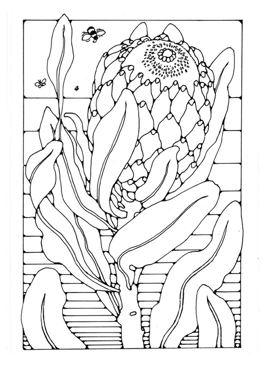 Kleurplaat protea