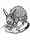 Kleurplaat rat - bandicoot