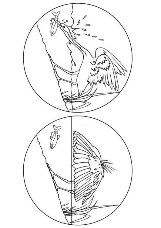 reiger vangt vis