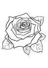 Kleurplaat roos 