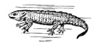 Kleurplaten salamander