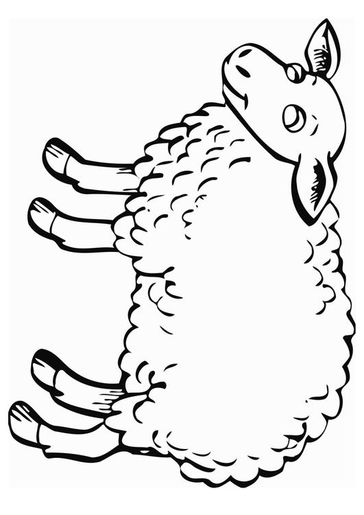 schaap