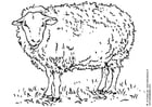 Kleurplaat schaap