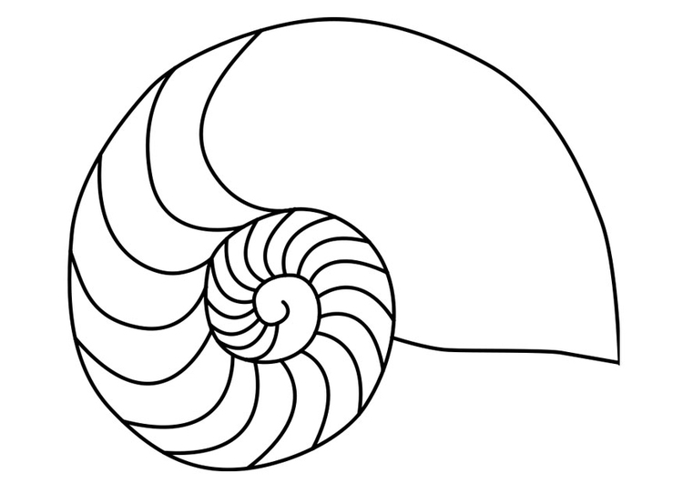 Kleurplaat schelp nautilus inktvis