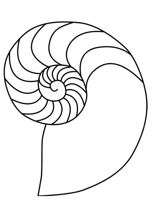 schelp nautilus inktvis