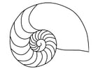 Kleurplaat schelp nautilus inktvis