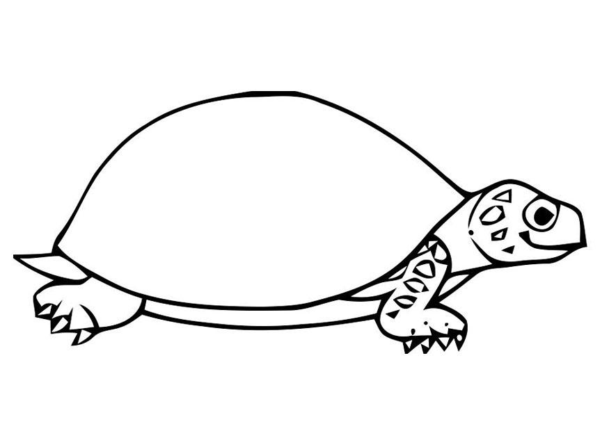 Kleurplaat schildpad 