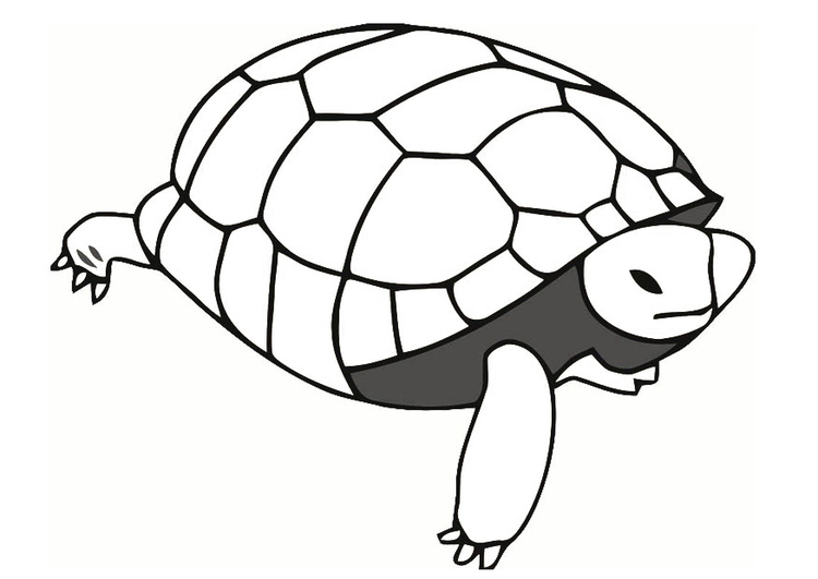 Kleurplaat schildpad 