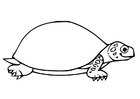 Kleurplaten schildpad 