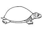 Kleurplaten schildpad 