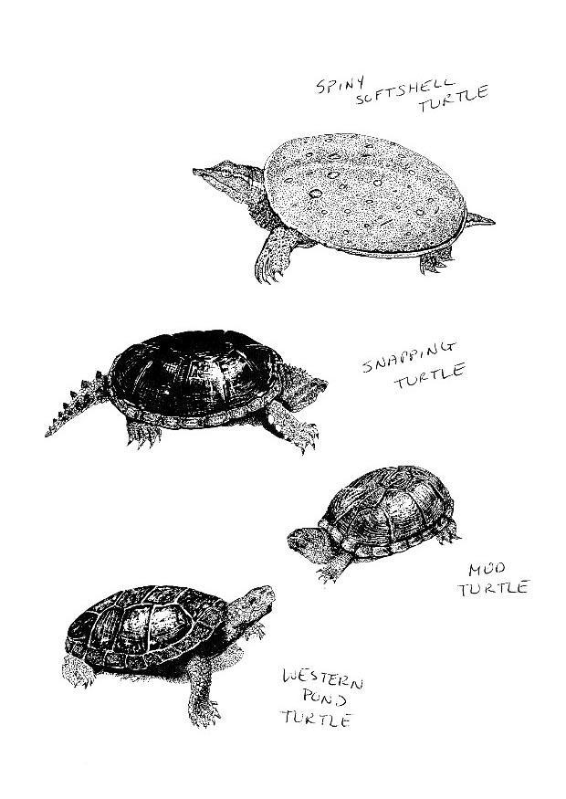 Kleurplaat schildpadden