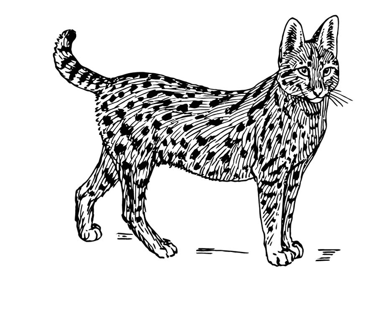 Kleurplaat serval