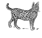 Kleurplaat serval