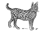 kleurplaat serval