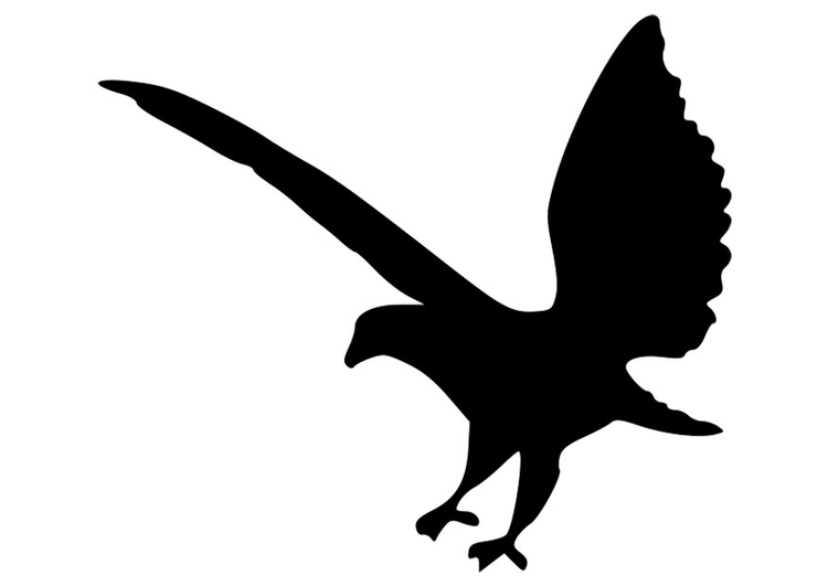 Kleurplaat silhouette adelaar