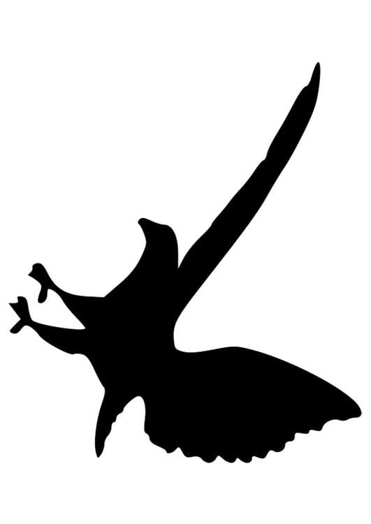 silhouette adelaar