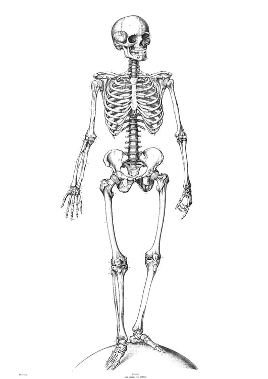 Kleurplaat skelet